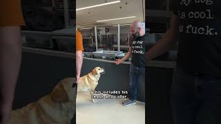 How my service dog goes through airport security [upl. by Shantee85]