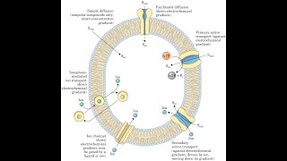 Transporte a través de la membrana [upl. by Allemaj608]