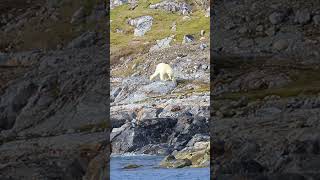 Polar bear on Spitsbergen hunting a walrus  Close Encounter [upl. by Neville807]