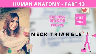 human anatomy  neck triangle anatomy 3d [upl. by Gusty]