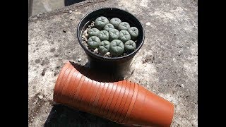 Re potting my Lophophora williamsii cactus Seedlings  The Peyote Cactus [upl. by Hinze304]