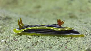 Sangeang Volcano diving  BaliKomodoBali route  Mermaid II Liveaboard [upl. by Gimpel83]