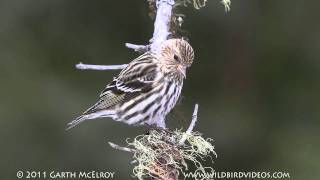 Pine Siskins in Maine [upl. by Adnohsek]