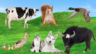 Domestic Animals  cow chicken sheep dog buffalo duck  Cute Little Farm Animals [upl. by Yesdnyl345]