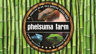 Phelsuma Farm 20212022 Reptile Shop promo [upl. by Goldie]