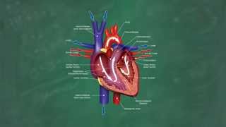 Herz amp Blutkreislauf verständlich erklärt [upl. by Hachmann973]