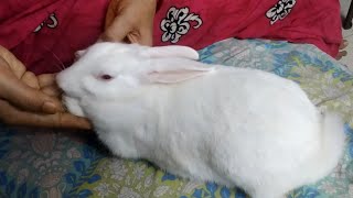 When Does Rabbit Allow To Touch In Their Paw [upl. by Tebzil]