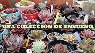 Tour por la colección de SUCUGLADYS suculentas echeveria collection [upl. by Anyak]