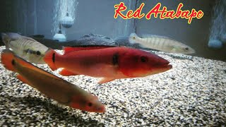 Red Atabapo Pike Cichlid [upl. by Keelby]