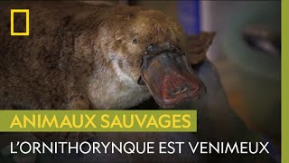 Le saviezvous  Lornithorynque est un animal venimeux [upl. by Breed]