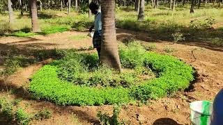 Biofertilizers Application to Coconut Green manure Daincha [upl. by Hennie646]