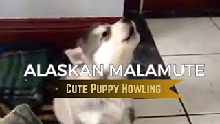 CUTE puppy HOWLING alaskanmalamute [upl. by Pontius]