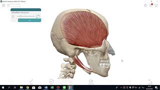 mandible retraction by temporalis muscle [upl. by Leinto98]