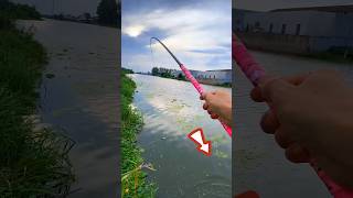 Fishing With Red Corn 🌽 Bait। Yummy Big Fish Hunting By Rod amp Reel fishing shorts [upl. by Aivizt949]