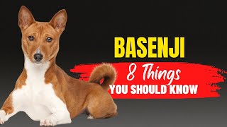 8 Things to Consider Before Adopting a Basenji [upl. by Vanzant]