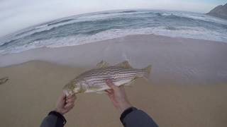 Early Spring Surf Fishing Striper amp Pearch in Northern California [upl. by Cynarra493]