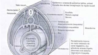 Embriologia  Revisão [upl. by Ilaw]