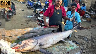 KASIMEDU 🔥 SPEED SELVAM  103 KG 😳😱 GIANT KOLA FISH CUTTING  IN KASIMEDU  4K VIDEO  FF CUTTING [upl. by Clea]