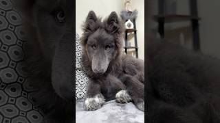 WOLF TRANSFORMATION from PUPPY to GIANT ADULT bluewolf guarddog wolfdog wolf [upl. by Yendahc]