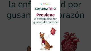 Protégelos con Simparica Trio [upl. by Herodias]