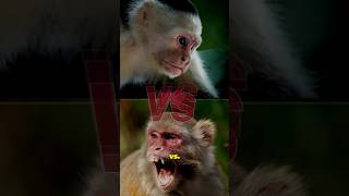 Monkey Showdown Capuchins vs Macaques – Vote Now 🏆🐒 [upl. by Nobel342]