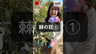 棘の話① フル動画はインスタグラムで 相原バラ園 バラ栽培 バラ バラ園 [upl. by Rue889]