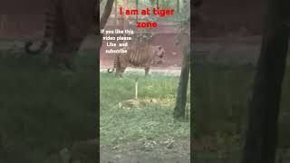 Tiger at the zoo zone [upl. by Radec]