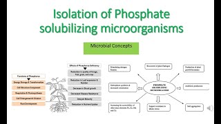 Isolation of Phosphate Solubilizing Bacteria Microbes  MSc microbiology practical series  PSMPSB [upl. by Amzaj]