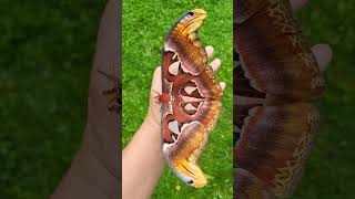 Giant Atlas Moth [upl. by Nahshunn]