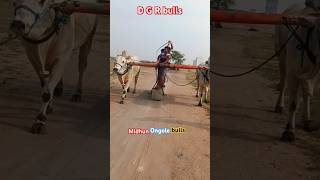 D G R bulls youtube annimals Triending videomidhun ongole bulls subscribe🔔 [upl. by Kaylil]