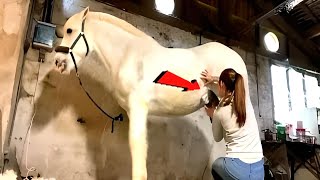 🐴HORSE HAIRCUT How Trim and Cut WHITE Hors [upl. by Judon]