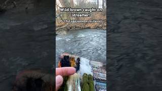 Streamer Fishing for Wild Brown Trout [upl. by Elisabet600]