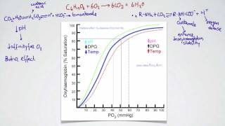 061 The Bohr Effect [upl. by Verneuil]