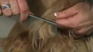 How to Remove Mats in Your Dogs Fur DrsFosterSmith [upl. by Yllier]