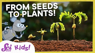 Watch a Seed Sprout  Squeaks Grows a Garden  SciShow Kids [upl. by Nosbig]