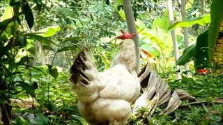 Hen making sound after laying egg [upl. by Nyltak]