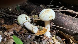 Agaricus sylvicola October 5 2024 [upl. by Kitarp]