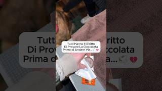 Il Mio Cane Prova il Cioccolato per lUltima Volta  Un Addio Speciale dog doglover [upl. by Onairot]