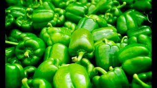 5 Incredible Health Benefits Of Green Peppers [upl. by Irrok]