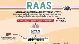 The ReninAngiotensinAldosterone System RAAS [upl. by Sarita]