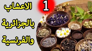 قائمــــة أسمـاء الأعشـاب الطبيـة باللهجة الجزائرية والفرنسية  الجزء الاول [upl. by Jacky197]