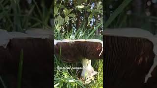 Funny agaricus campestris or field mushroom shorts herbarium mushroom [upl. by Neisa]