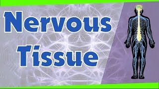 Nervous Tissue  Types of Neurons  Biology  Science  Letstute [upl. by Canotas659]