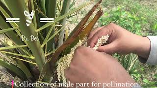 Date Palm Pollination Easy and Effective method [upl. by Albin]