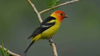 Western Tanager Bird Song Bird Songs Western North AmericaNature Sounds for Peace and Relaxation [upl. by Idok]