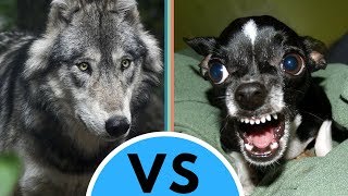 Dog vs Wolf Differences [upl. by Darach]