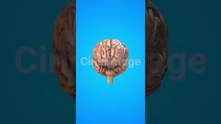 Human internal organ of Brain stock footage  stock video  Cinefootage [upl. by Flynn]