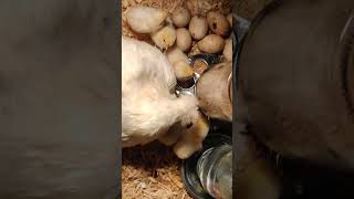 Silkie with 5 Chicks teaching them how to eat [upl. by Baten]