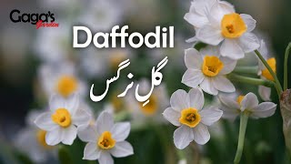 How to Grow and Care Daffodil Bulb  GuleNargis  Narcissus Jonquil  Start to End [upl. by Sarene]