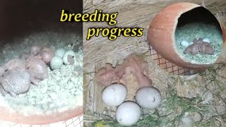 birds breeding progressbirdbeautynatureyoutubeshortsvairalvideo [upl. by Robbins]